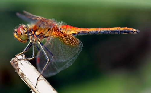 GVN_Insect_ (4).jpg