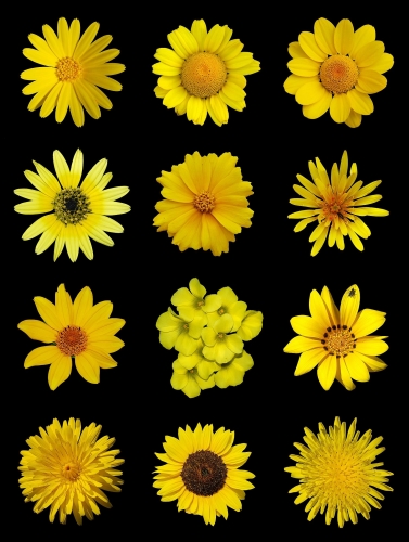 Yellow_flowers_a.thumb.jpg.a4b5c97b864cc54cc0dad72e6c82c9dd.jpg
