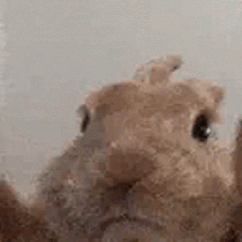 bunny-rabbit.gif.17d13fde7756a6e47661005d0a3c353f.gif