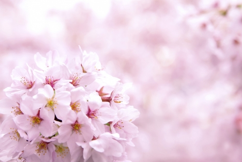 cherry-blossom_00037.jpg