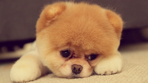 cute-yellow-puppy-wallpaper-preview.jpg