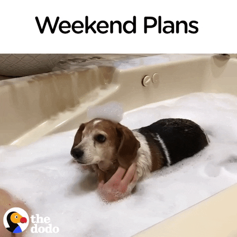giphy.gif.a7784ce0345ab7aad3faa776445dddff.gif