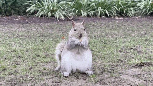 image.thumb.png.97a725a9f901626ffe79344fd364e698.png
