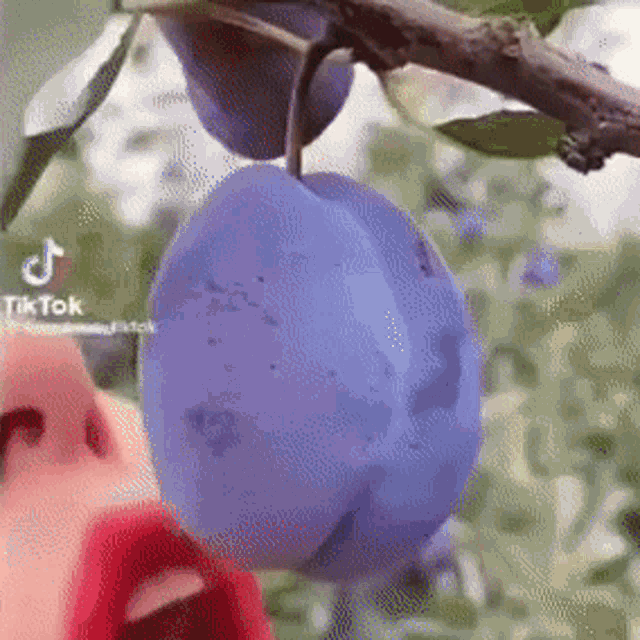 thanos-plum-wolf-game-plum.thumb.gif.6d47ad66ed2a47d39c7196b7ca32cadc.gif