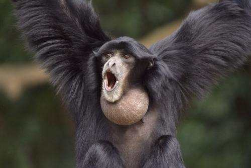 611461891_Symphalangus_syndactylus_Chiba_Zoo_Japan.thumb.jpg.845cfde58ab2c1371a04a6890389fce5.jpg
