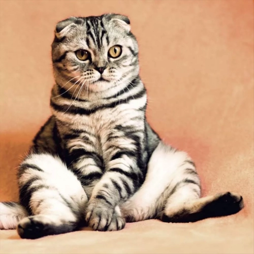 Katze-langweilt-sich-Was-zu-tun_-_-Aquatop-950x950-proportionalbiggest.webp