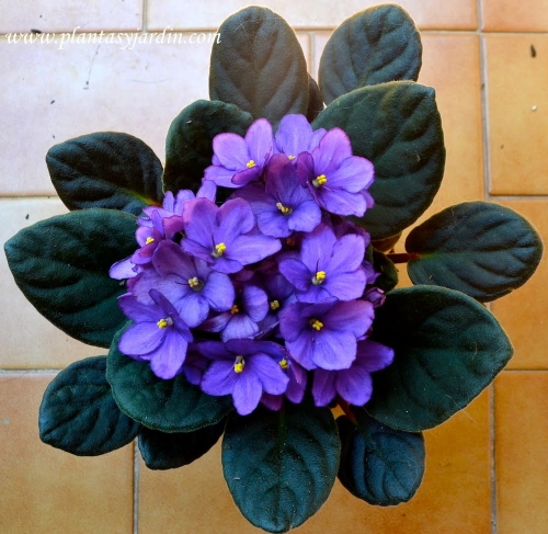 Saintpaulia-la-Violeta-africana-en-flor-de-color-violeta-copia-2.jpg