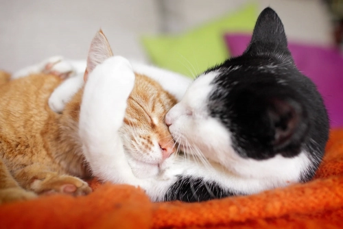 cat-hugs.webp