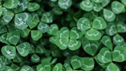 green.jpg