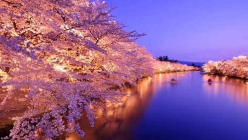 hanami-spot-ranking-key.jpg