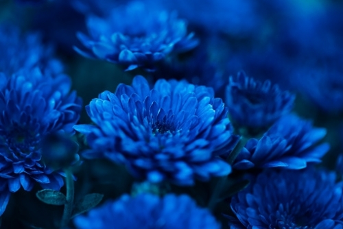 istockphoto-1344945018-170667a.jpg