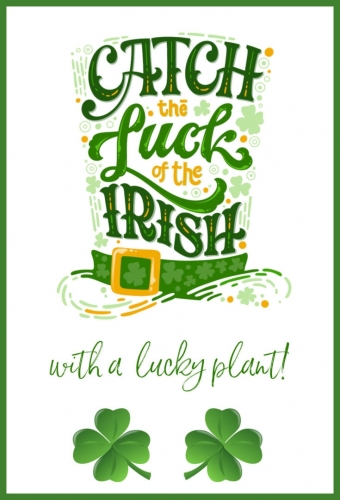 lucky-plant--735x1082.jpg