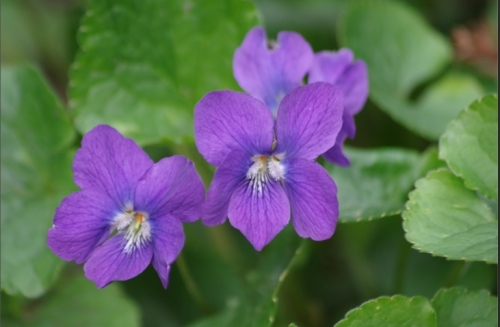 violet.jpg
