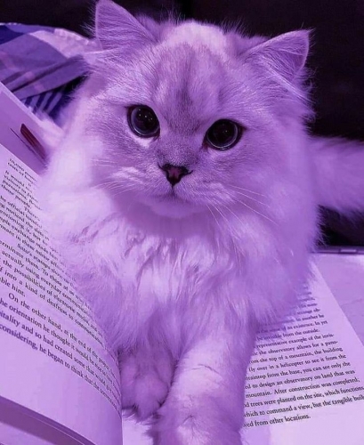 cat purple.jpg