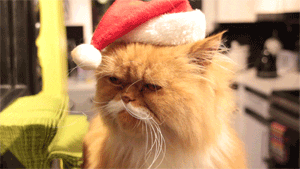 1688534334_giphy(2).gif.f68aa54d8e21bc7c577466242bf6c17b.gif