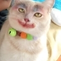Clarisbelta