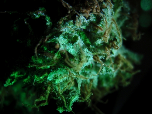 rolling weed image 22222222.jpg