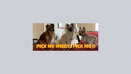 428233830_PickmeMikey(1).thumb.jpg.350fa4f384e293a6cfd75ead68bbcffe.jpg