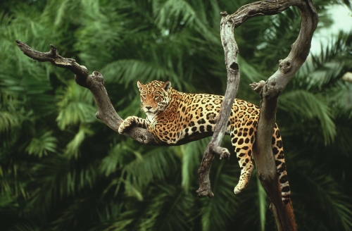 7474-Y.J.-Rey-Millet-WWF-Brasil.thumb.jpg.1ed9de0748e7ecdd67a8ef91132f83b1.jpg