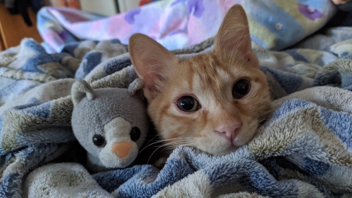 IMG_20201107_160117.thumb.jpg.87d763649568df0e7737bc2c74820492.jpg