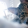 catmania
