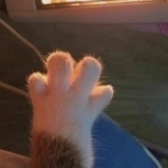 caobang