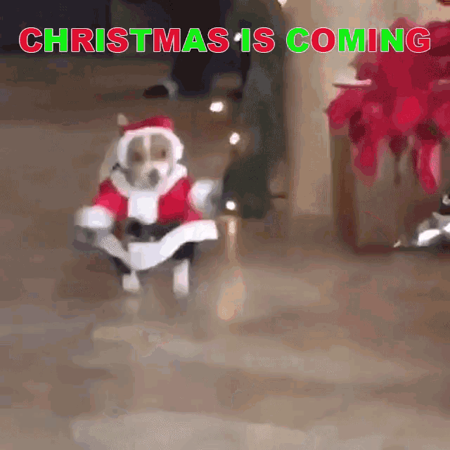 christmas-cheer-christmas-is-coming.thumb.gif.e025095625fb884b29f18f397e354a38.gif