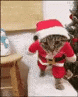 funny-christmas-catwalk-17q5i212qnec81ne.gif.5fcb932e38e968ad86547f48fe96bd75.gif