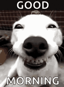 funny-dogs-cute.gif.292c59aac258a0613713520c75f7f13e.gif
