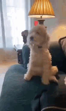 happy-dog-good-boy.gif.02b1075dc40932a5dd66086a653c261e.gif