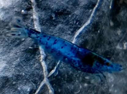 shrimp.png.3d4de5c262a2f71829ba25d618f6c24e.png