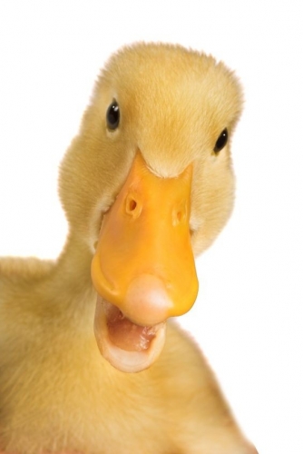 sticker-mural-canard-jaune.thumb.jpg.4aaf674307d8a72fc7cfc7a072ad93c7.jpg