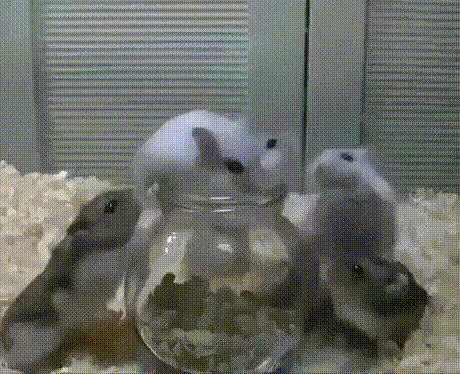 video-_14_.gif.f5c7a32ba609eb6309645008f5519892.gif