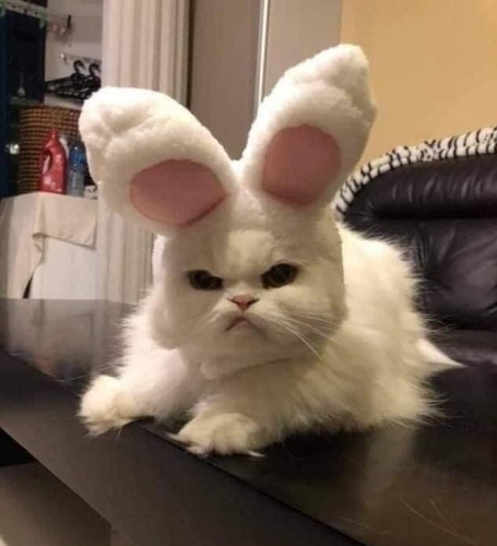 Katze - Osterkatze.jpg