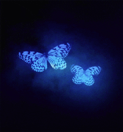 545851684_giphy(5).gif.949b10dd5fc7d08a7372365dde5e8e91.gif
