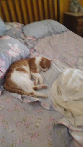 IMG-20230127-WA0006.thumb.jpg.febe6f717e3db3d71a289e094f758a94.jpg