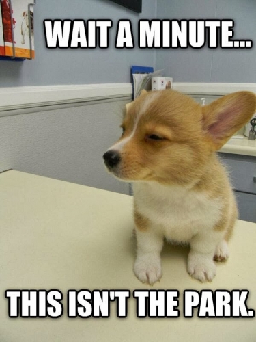 animal-captions-18-009.thumb.jpg.435342937729f6c94dae2070e1d3b993.jpg