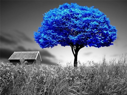 blue-tree.jpg