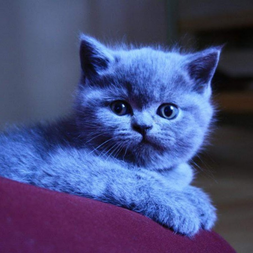 image.thumb.png.5e2f7220d588dd2239c5cf9951e8676c.png