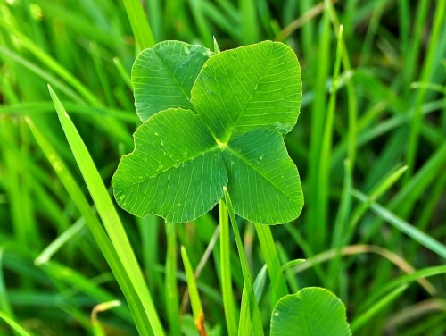 klee-four-leaf-clover-green-lucky-charm.jpg