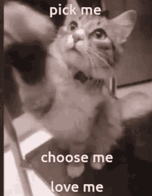 minim-cats.gif.72b2a52e5fec509314fbe8d1bab46556.gif