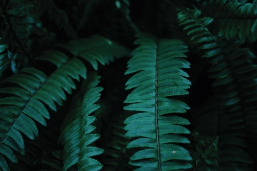 piyanut-suntaranil-488857-u.jpg.optimal.jpg