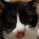 nekomao