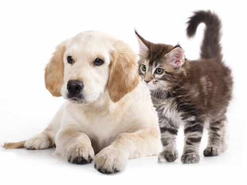 cat-dog-26409253.thumb.jpg.2008c2c6535904f9812e52b210402004.jpg