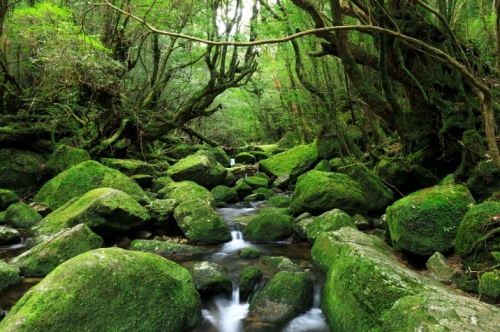 green.jpg