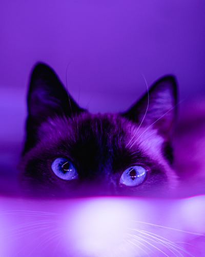 image.thumb.png.382548de678d083be54e8d2fba6613ea.png