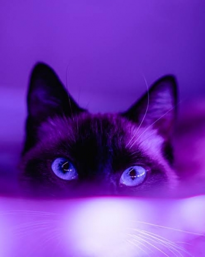 images.jpeg
