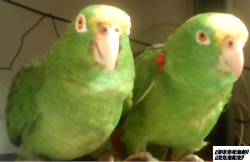 green roberto and marina.png
