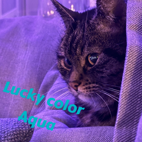 190875CD-897A-404E-B7B5-05B5690CE0EB.png