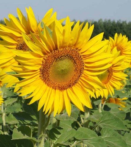 366_Top-25-Most-Beautiful-Yellow-Flowers_147529007.jpg_1.jpg